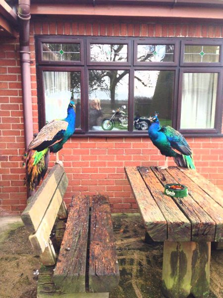 Peacocks at Fishlake Mill (3)